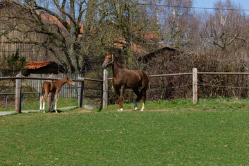 mother horse with foal