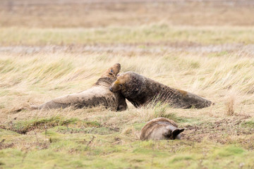 Grey Seal