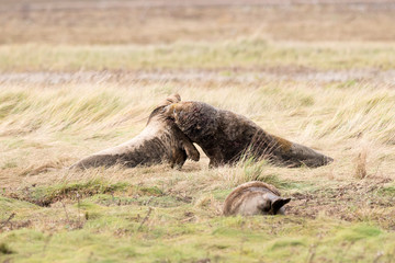 Grey Seal