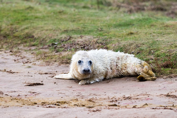 Grey Seal