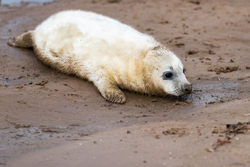 Grey Seal
