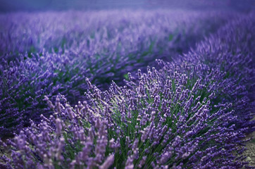 Obraz premium Lilac lavender field, summer landscape near Valensole in Provence, France. Nature background with copy space.
