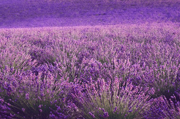 Lilac lavender field, summer landscape near Valensole in Provence, France. Nature background with copy space.