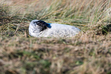 Grey Seal