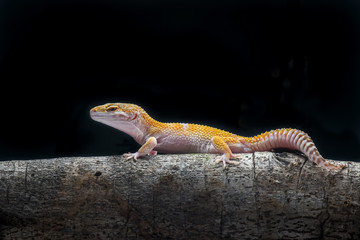 Gecko Lizard,  Gecko on Branch
