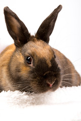 adorable brown rabbits portrait close shot in studio