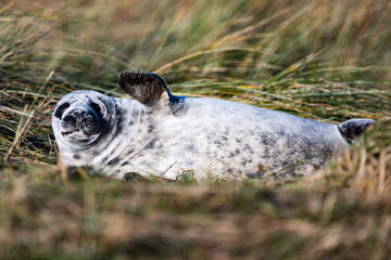 Grey Seal