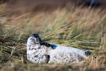 Grey Seal