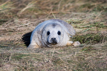 Grey Seal