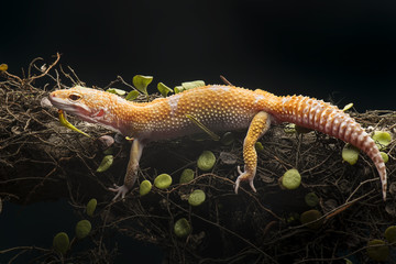Gecko Lizard,  Gecko on Branch
