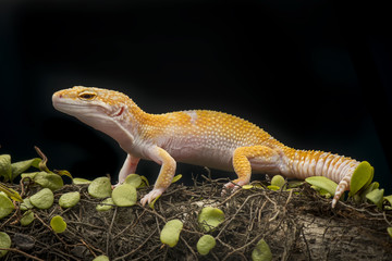 Gecko on branch, gecko lizard 
