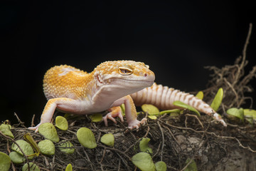 Gecko on branch, gecko lizard 