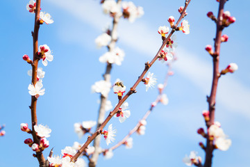 Spring blossom background
