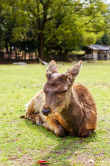 Deer in the parks of Nara, Japan
