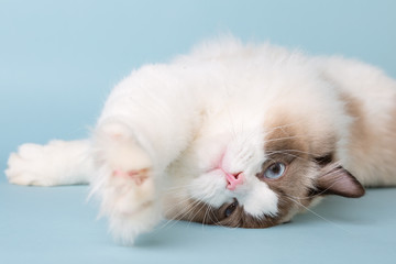 regdoll male cat stretching and looking at camera