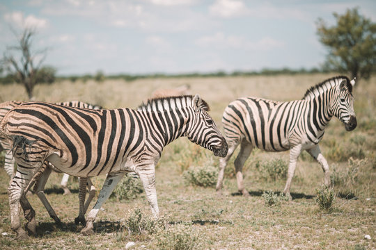 Zebras