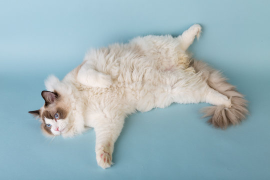 regdoll male cat looks loke been drunk