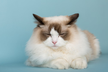 Fototapeta premium regdoll male cat sleeping on blue background