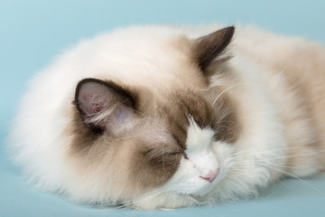 regdoll male cat sleeping on blue background