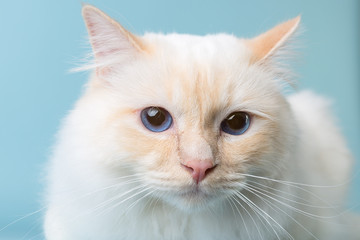 birman male cat portrait on blue background