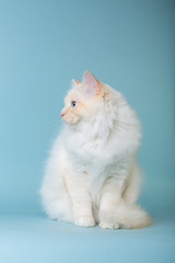 birman male cat sitting on blue background