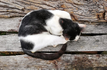 Cats are sleeping on a wooden board.