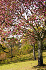 Naklejka premium Blooming cherry tree in Japan