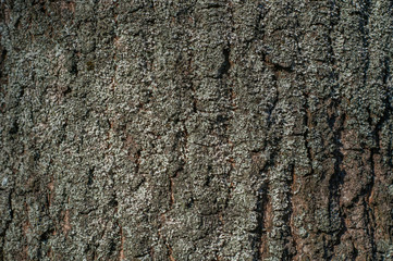 Tree bark texture with some moss