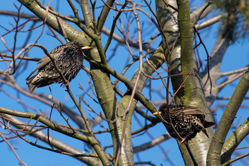 Common Starling (Sturnus vulgaris) on a branch
