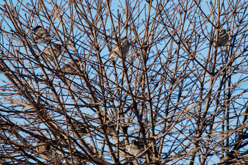 Obraz premium birds on a sprig 