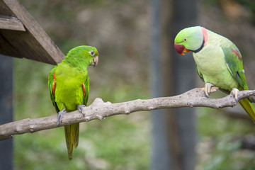 Obraz premium Rose-Ringed Parakeet (Psittacula Krameri) in Songkhla zoo Thailand