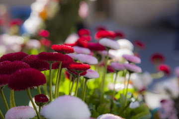 G&auml;nsebl&uuml;mchen