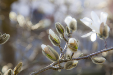 Bl&uuml;ten, Knospen, Sternmagnolie