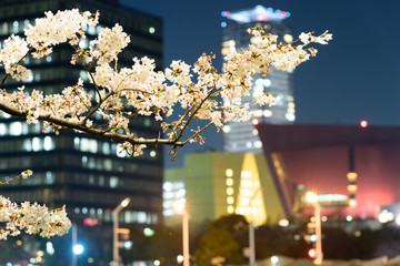 夜桜と地方都市夜景