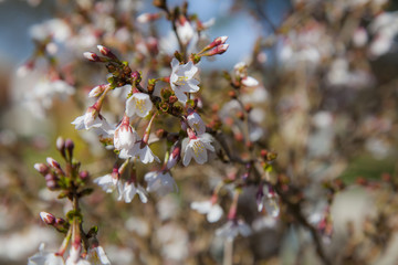 Kirschblüte