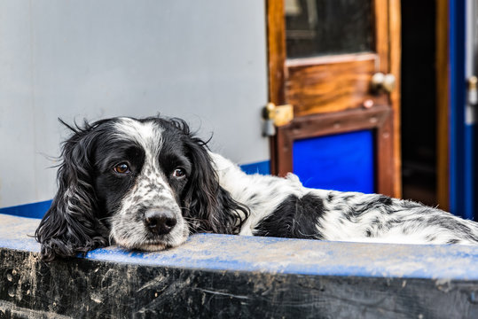 Cocker Spaniel