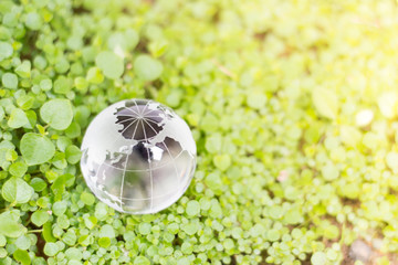 Glass globe on green plant and cover for Eco friendly and world environmental saving concept