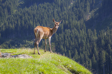 Rehe