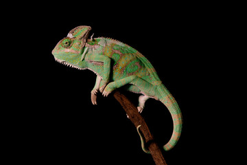 Veiled Chameleon