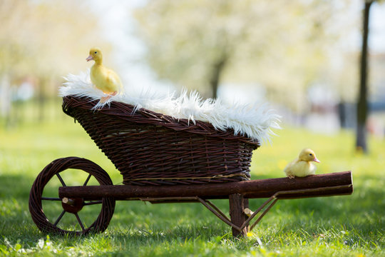 Three little ducklings in a cartrage, outdoors image