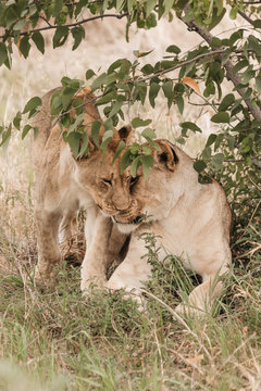 Lions grooming on grassy field