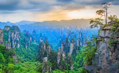 Quartzite sandstone pillars and peaks with green trees and mountains sunset panorama, Zhangjiajie...