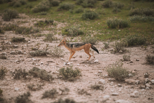 Jakal at Etosha