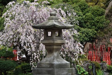 Japanese Shinto Shrine in spring