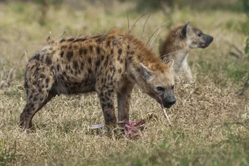 Foto op Aluminium Hyena eating, Africa © foto4440