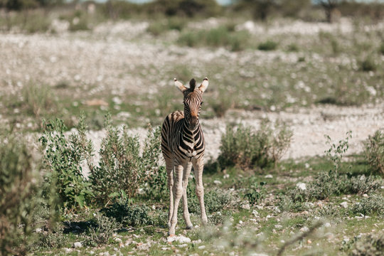 Zebras