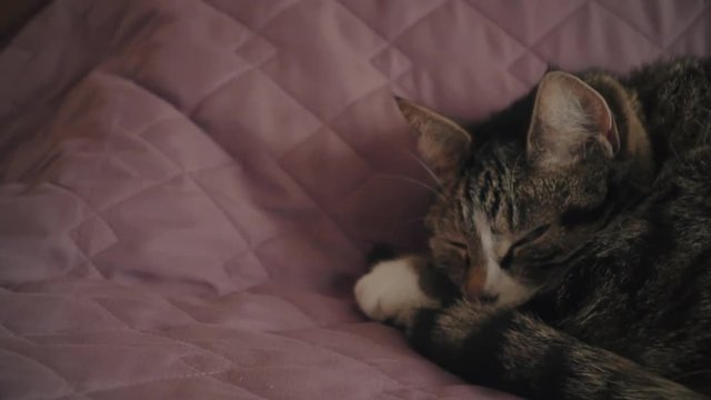 Charming household short hair tabby cat lying on bed 