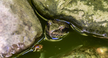 Common frog (Rana temporaria) lurking between stones in the water. Perfect camouflage. - obrazy, fototapety, plakaty