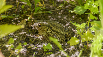 Common toad hidden in the shade of leaves © Bartosz