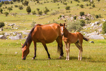 Fototapeta na wymiar two horses mother and baby horse resting on the green meadow
